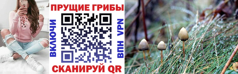 где найти наркотики  Голицыно  Псилоцибиновые грибы Psilocybine cubensis 